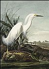 John James Audubon Famous Paintings - Snowy Heron